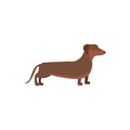 Cachorro 3 - 2 unid